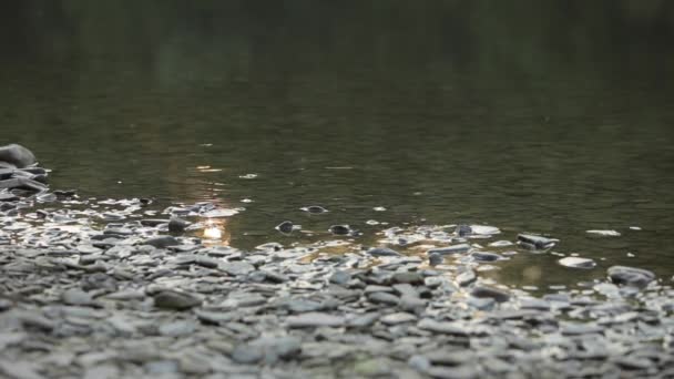 Güneş yansımaları ile nehir bankası — Stok video