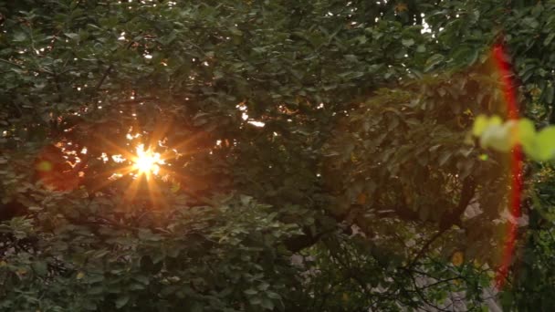 Lentille fusée à travers les feuilles vertes et les branches des arbres. Lentille soleil fusée au centre du cadre pénètre dans la caméra. Sondage du soir, plan moyen, vue générale du plan, de gauche à droite , — Video