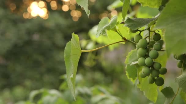 Uvas e folhas. O Blick Sun entra na câmara. tiro à noite, estática , — Vídeo de Stock