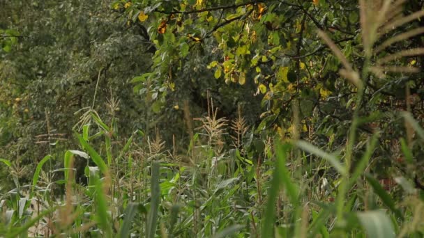 Maïs, mouche des insectes. Blick à travers les feuilles vertes et les branches d'arbres . — Video