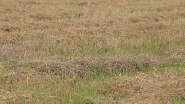 Yeşil çimenlerin üzerinde yatan biçilmiş saman. Rüzgar çimleri salladı, çimhareket ediyor. Kamera