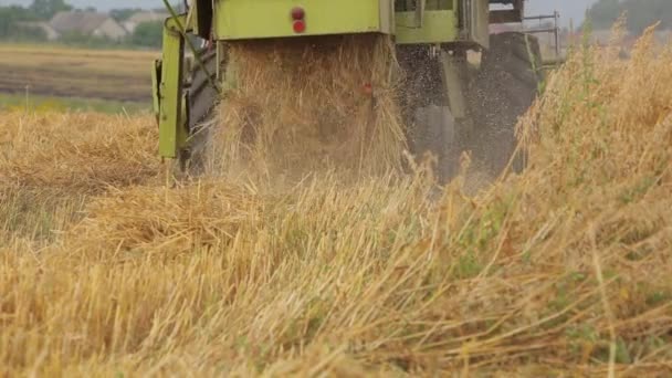 Mähdrescher mäht bei trübem Wetter grüne Kastengetreide vor blauem Himmel. Offensichtlich — Stockvideo