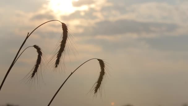 Three yellow spikelet placed on the left of the frame moved with the wind, — Stock Video