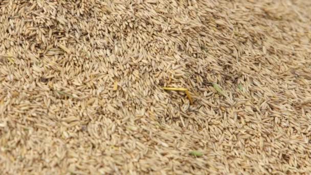 Combiner les coulées Céréales, Grains Verser de haut en bas, pyramide, paille, poussière , — Video