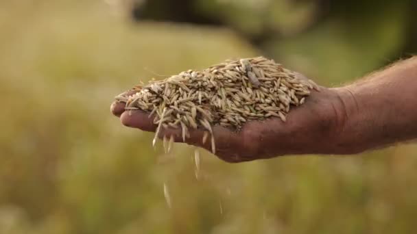 Man pours cereal combine corn on the background of the hand, gunpowder, the — Stock Video