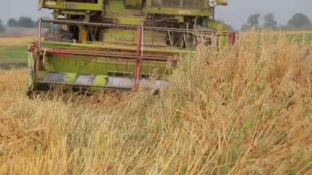 Mähdrescher für Getreide, Kamera neu fokussieren, um aufsteigende Schnitter zu zügeln, Mähdrescher entfalten. — Stockvideo