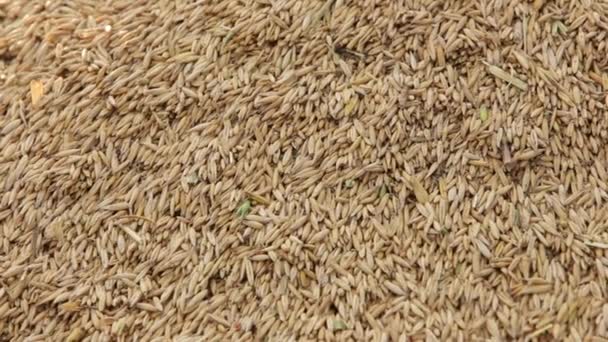 Man Pours Cereal Combine Corn on The Background of the hand, gunpowder, the — Stock Video