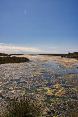 Malibu deresinde kuş gözlemi