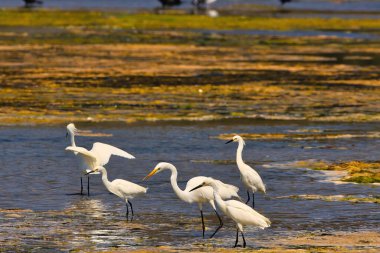 Malibu deresinde kuş gözlemi