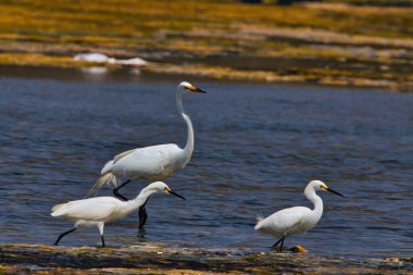 Malibu deresinde kuş gözlemi