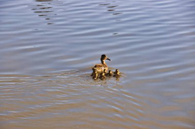 Santa Barbra California 'daki Andree Clrak kuş barınağında kuş gözlemi