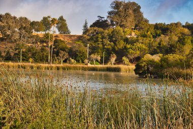 Santa Barbra California 'daki Andree Clrak kuş barınağında kuş gözlemi