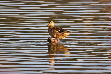 Santa Barbra California 'daki Andree Clrak kuş barınağında kuş gözlemi