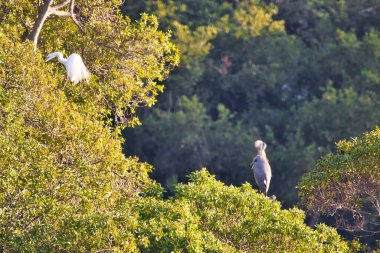 Santa Barbra California 'daki Andree Clrak kuş barınağında kuş gözlemi