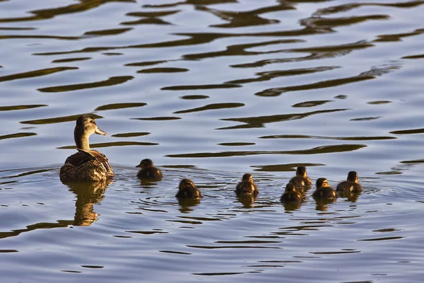 Observação Pássaros Refúgio Pássaros Andree Clrak Santa Barbra Califórnia — Fotografia de Stock