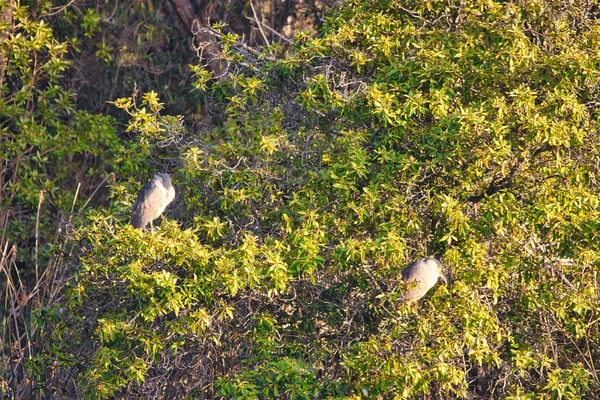 Observación Aves Refugio Aves Andree Clrak Santa Barbra California — Foto de Stock