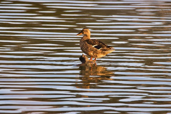 Observation Des Oiseaux Andree Clrak Refuge Oiseaux Santa Barbra Californie — Photo