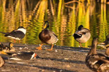 Santa Barbra California 'daki Andree Clrak kuş barınağında kuş gözlemi