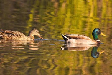 Santa Barbra California 'daki Andree Clrak kuş barınağında kuş gözlemi