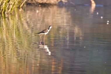 Santa Barbra California 'daki Andree Clrak kuş barınağında kuş gözlemi