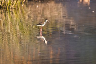 Santa Barbra California 'daki Andree Clrak kuş barınağında kuş gözlemi