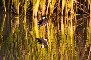 Santa Barbra California 'daki Andree Clrak kuş barınağında kuş gözlemi