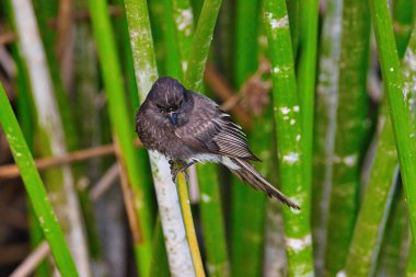 Santa Barbra California 'daki Andree Clrak kuş barınağında kuş gözlemi