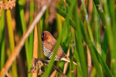 Santa Barbra California 'daki Andree Clrak kuş barınağında kuş gözlemi
