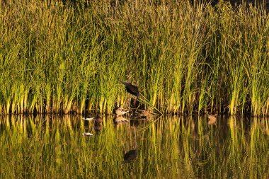 Santa Barbara 'daki Andree Clark kuş barınağında kuş gözlemi