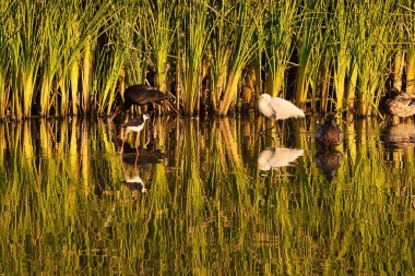 Santa Barbara 'daki Andree Clark kuş barınağında kuş gözlemi