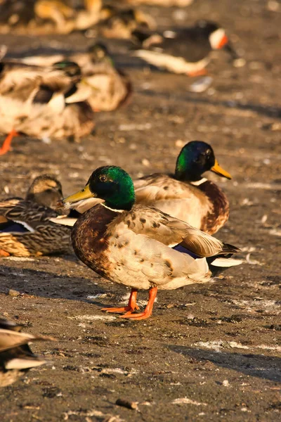 Bird Watching Andree Clrak Bird Refuge Santa Barbra California — Stock Photo, Image