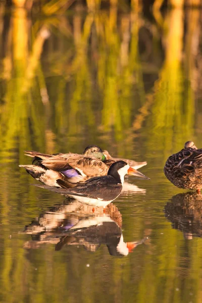 Vogelbeobachtung Andree Clrak Vogelschutzgebiet Santa Barbra Kalifornien — Stockfoto