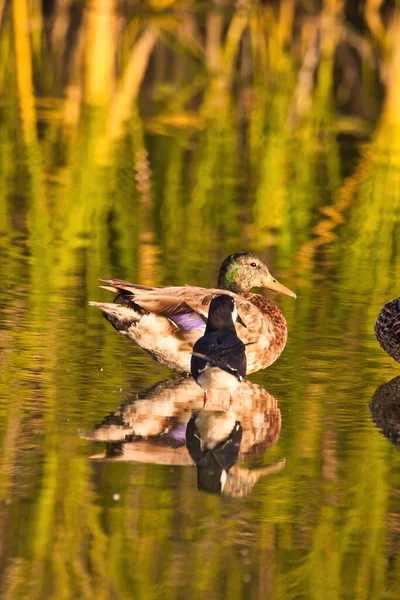 Bird Watching Andree Clrak Bird Refuge Santa Barbra California — Stock Photo, Image