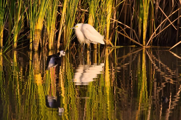 圣巴布拉加州Andree Clrak鸟类保护区的鸟类观察 — 图库照片
