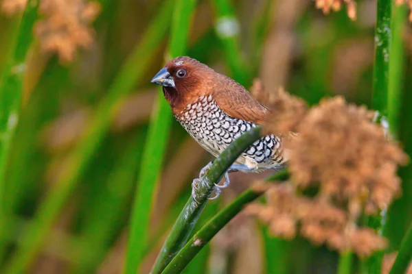 Observación Aves Refugio Aves Andree Clrak Santa Barbra California —  Fotos de Stock