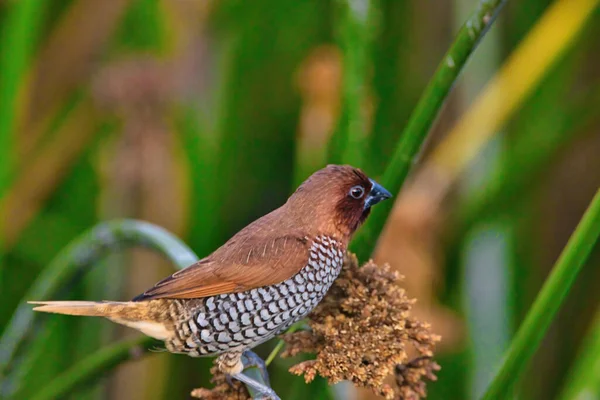 Observación Aves Refugio Aves Andree Clark Santa Barbara —  Fotos de Stock