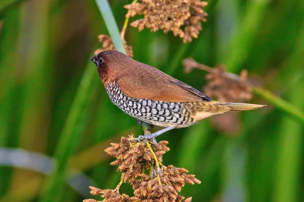 Observación Aves Refugio Aves Andree Clark Santa Barbara —  Fotos de Stock