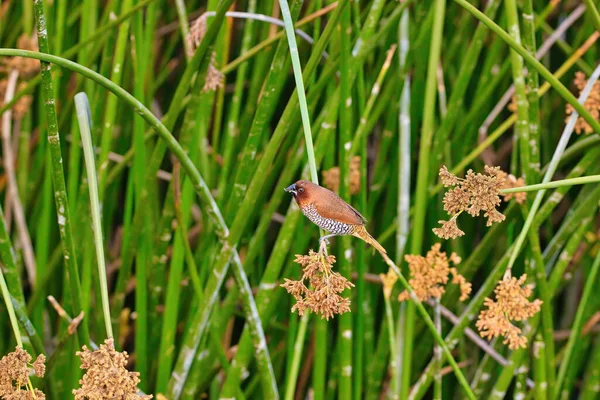 Observación Aves Refugio Aves Andree Clark Santa Barbara — Foto de Stock