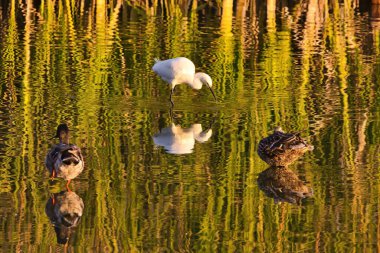 Santa Barbara 'daki Andree Clark kuş barınağında kuş gözlemi