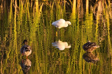 Santa Barbara 'daki Andree Clark kuş barınağında kuş gözlemi