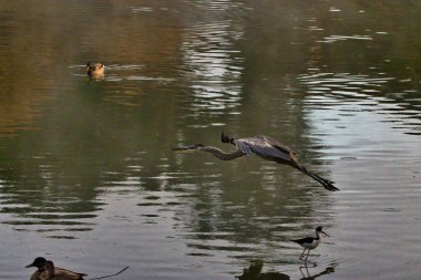 Santa Barbara 'daki Andree Clark kuş barınağında kuş gözlemi