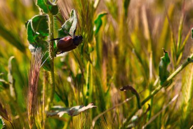 Carrizo Ovası Ulusal Anıtı 'nı keşfediyor.