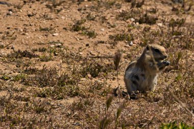 Carrizo Ovası Ulusal Anıtı 'nı keşfediyor.
