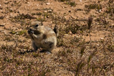 Carrizo Ovası Ulusal Anıtı 'nı keşfediyor.