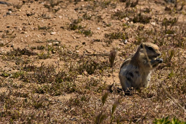 Εξερευνώντας Εθνικό Μνημείο Carrizo Plain — Φωτογραφία Αρχείου