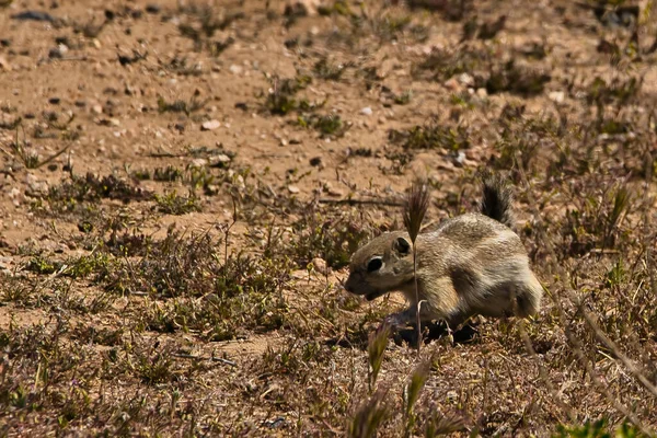 Εξερευνώντας Εθνικό Μνημείο Carrizo Plain — Φωτογραφία Αρχείου