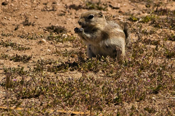 Εξερευνώντας Εθνικό Μνημείο Carrizo Plain — Φωτογραφία Αρχείου