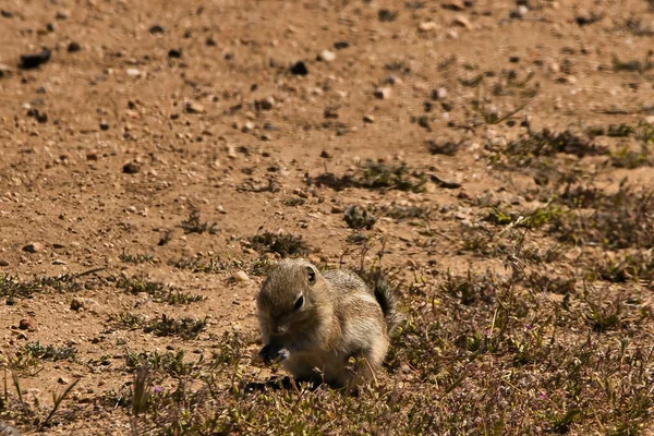 Εξερευνώντας Εθνικό Μνημείο Carrizo Plain — Φωτογραφία Αρχείου