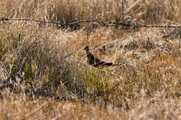 Εξερευνώντας Εθνικό Μνημείο Carrizo Plain — Φωτογραφία Αρχείου