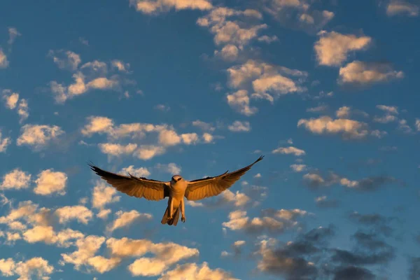 Hawk Caccia Tramonto Carpinteria Bluffs Nature Preserve — Foto Stock